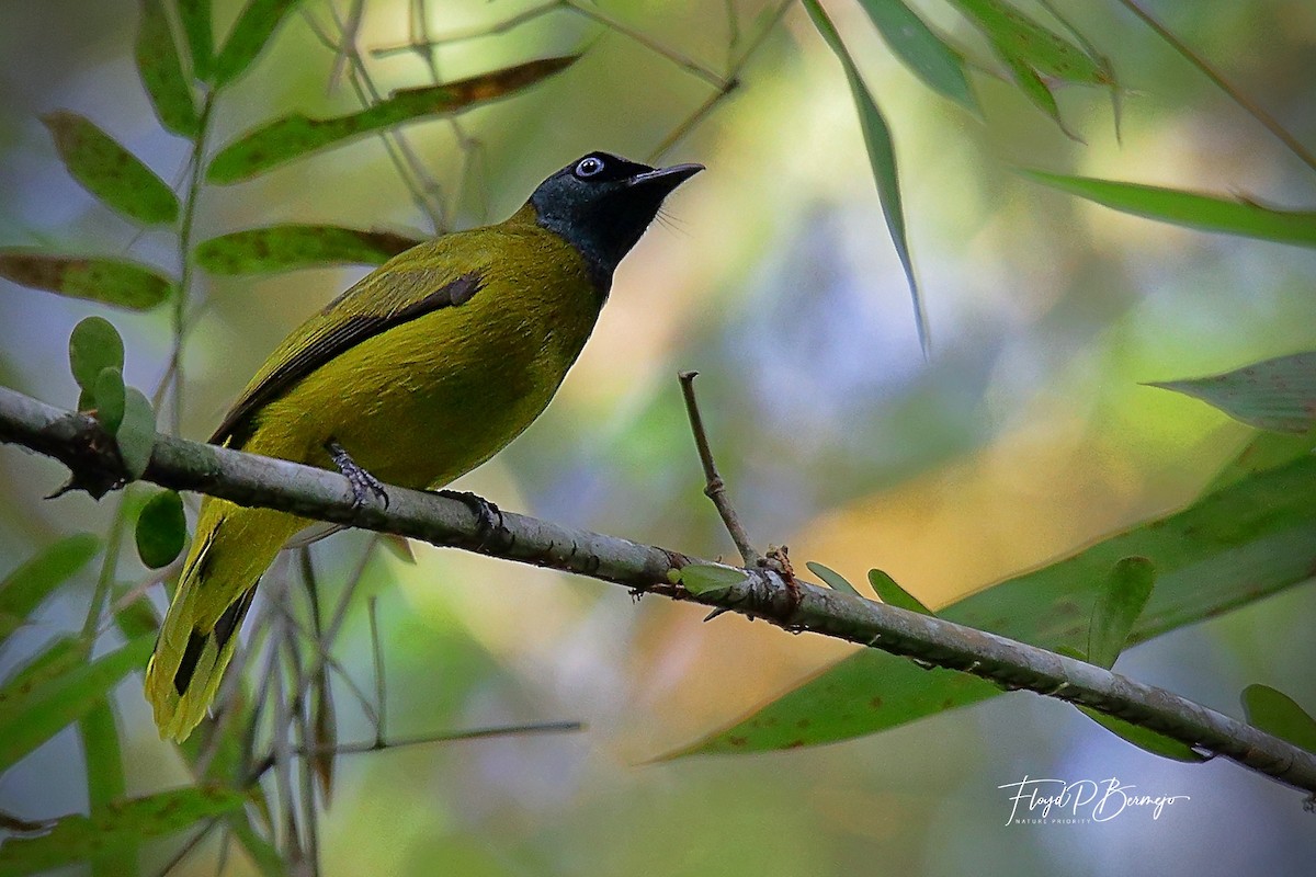 Black-headed Bulbul - Floyd Bermejo