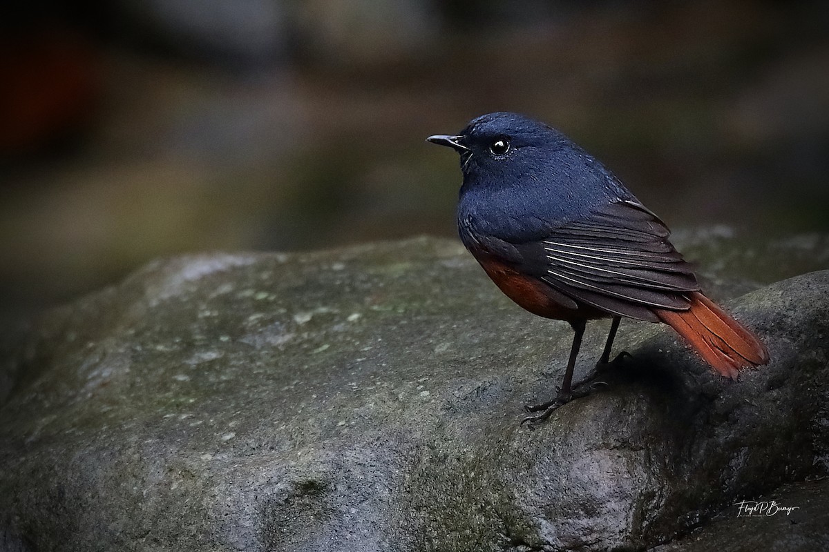 Luzon Redstart - ML610892350