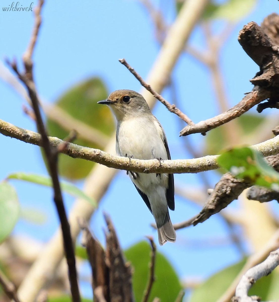 Ultramarine Flycatcher - ML610892439