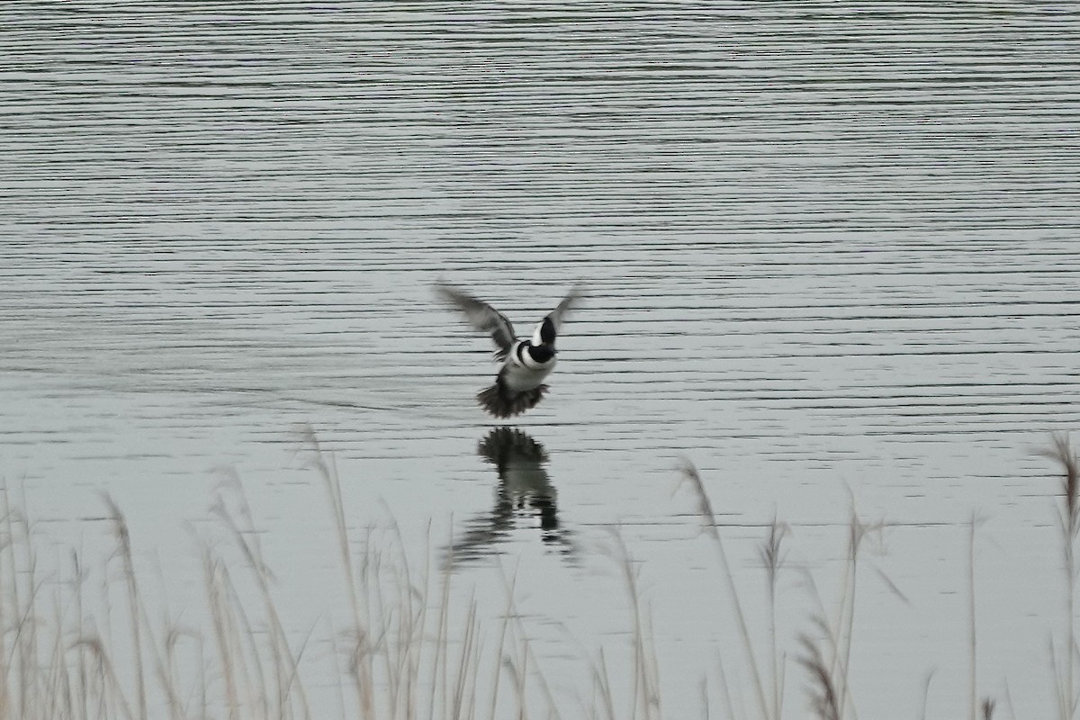 Hooded Merganser - ML610892523