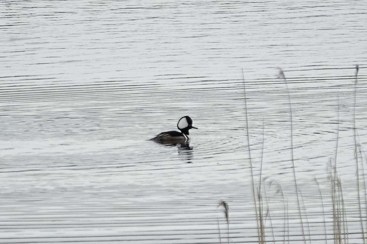 Hooded Merganser - ML610892526