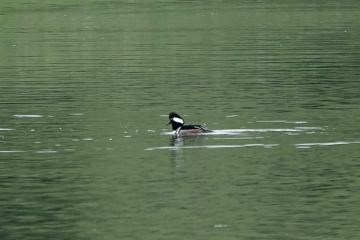 Hooded Merganser - ML610892529