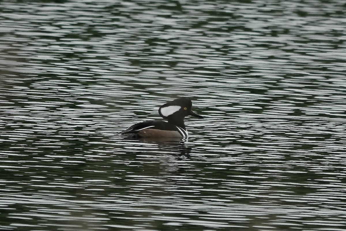 Hooded Merganser - ML610892532