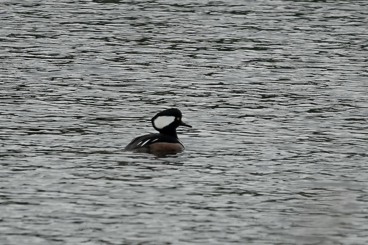 Hooded Merganser - ML610892533