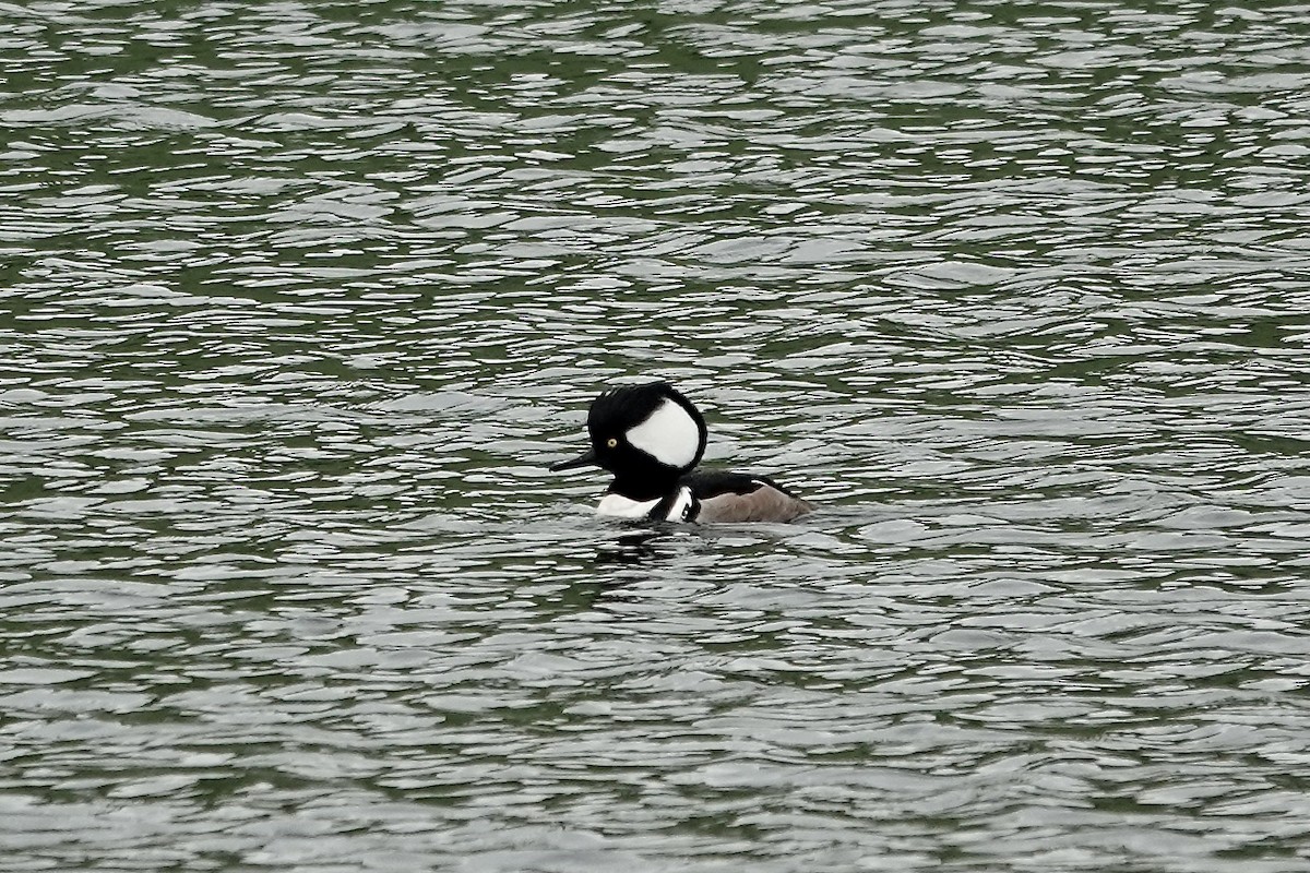 Hooded Merganser - ML610892536