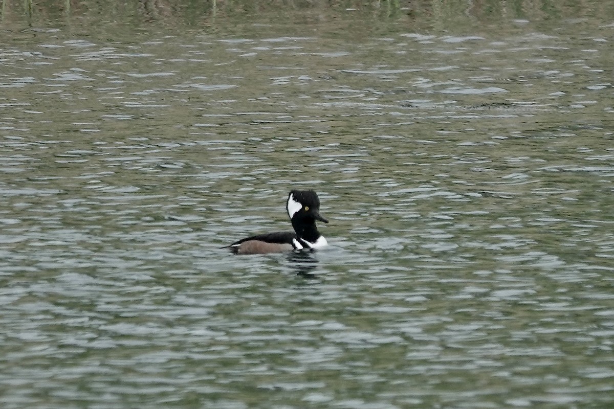 Hooded Merganser - ML610892537