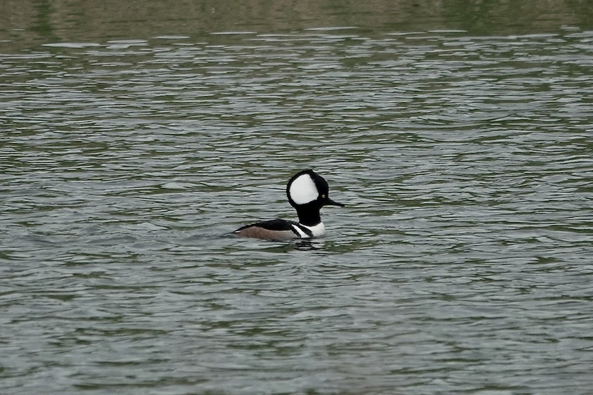 Hooded Merganser - ML610892539