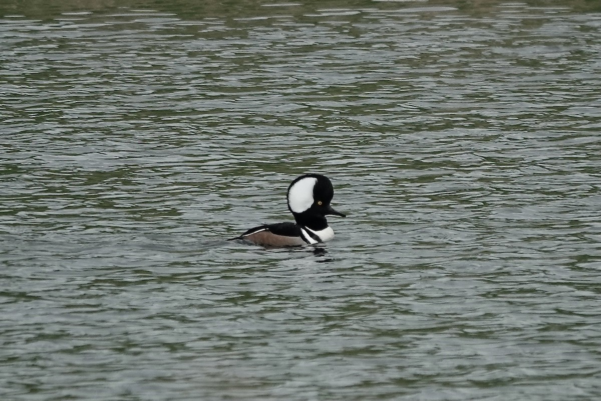 Hooded Merganser - ML610892540