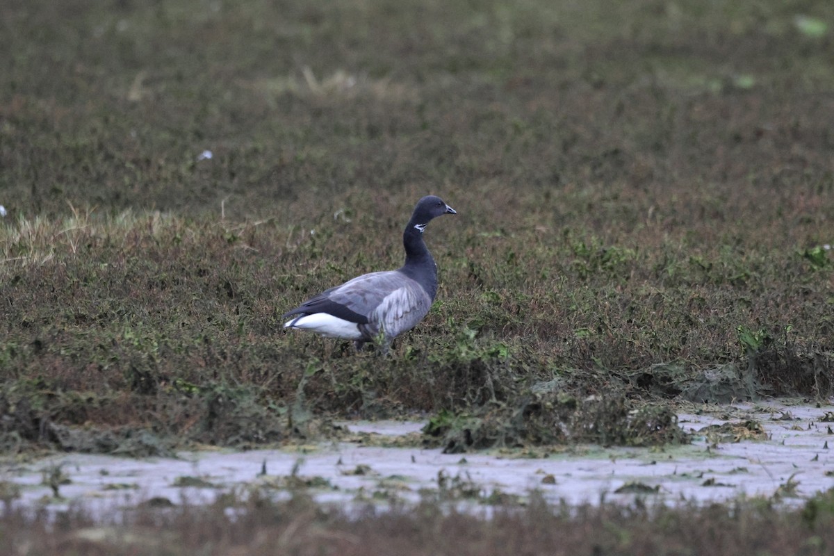 Brant (Dark-bellied) - Gareth Bowes