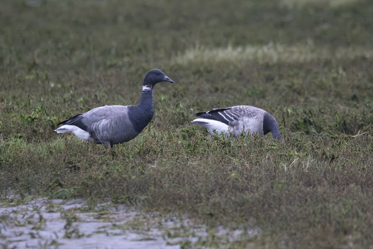 Brant (Dark-bellied) - ML610892639