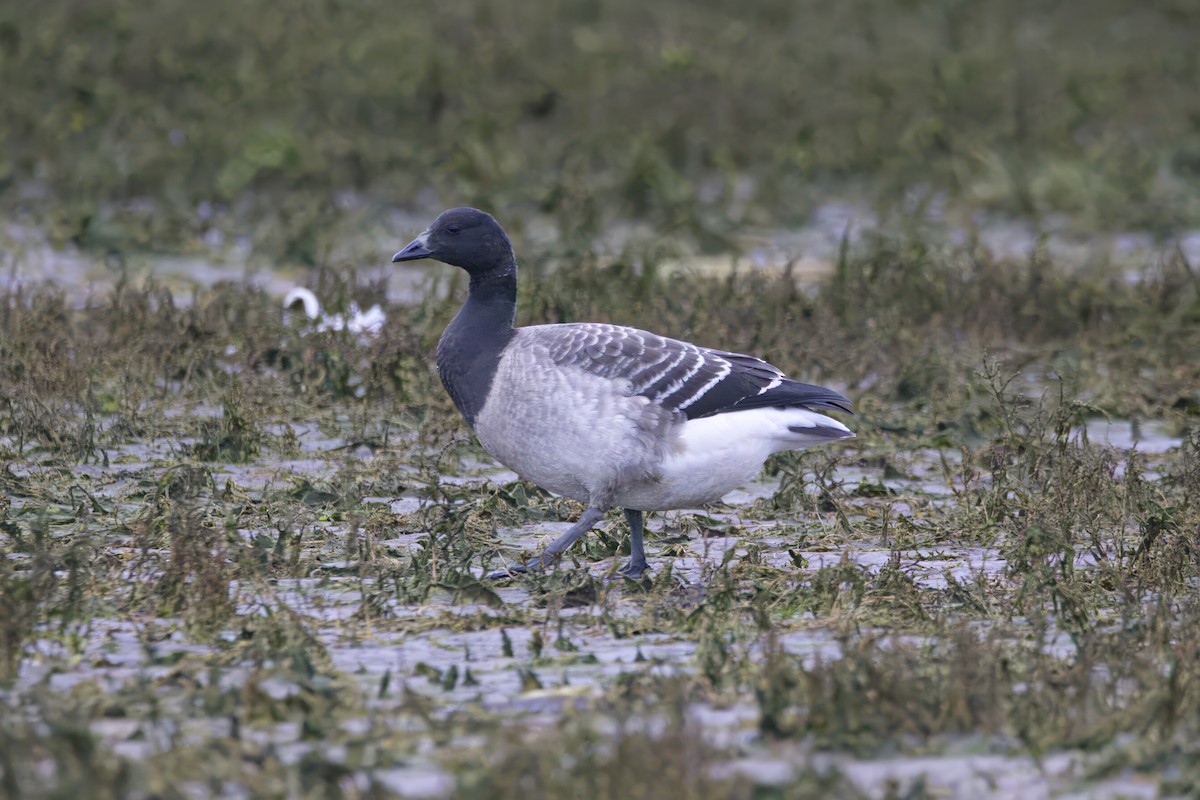 Brant (Atlantic) - ML610892645