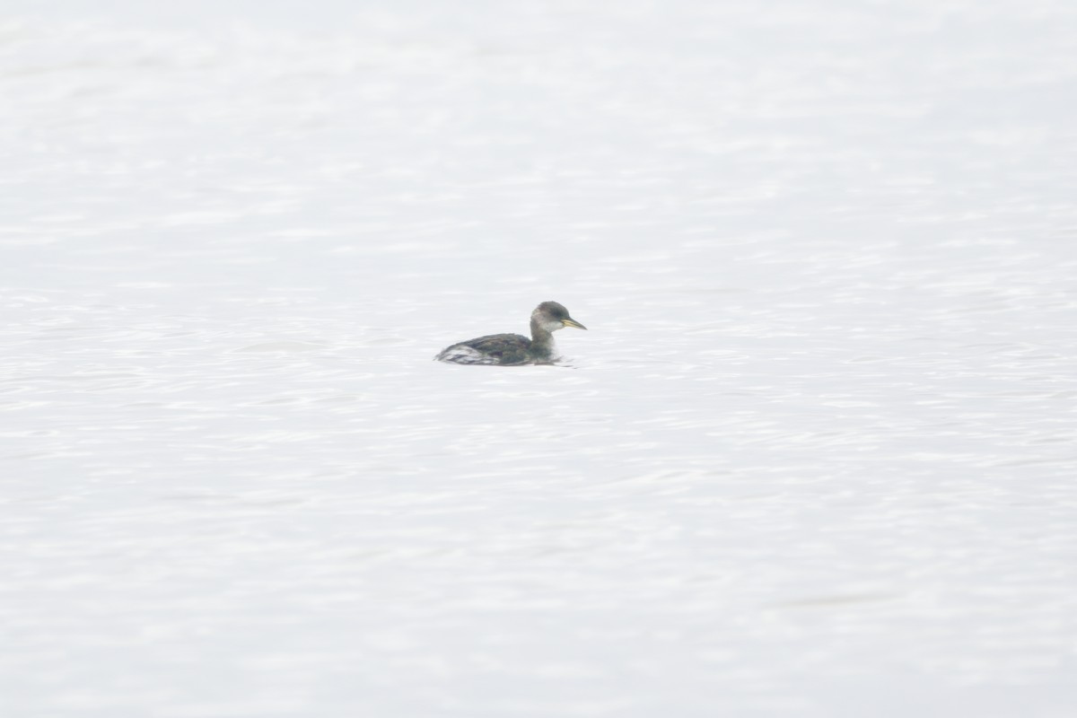 Red-necked Grebe - Gareth Bowes