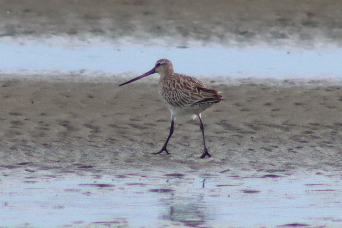 Bar-tailed Godwit - ML610892657