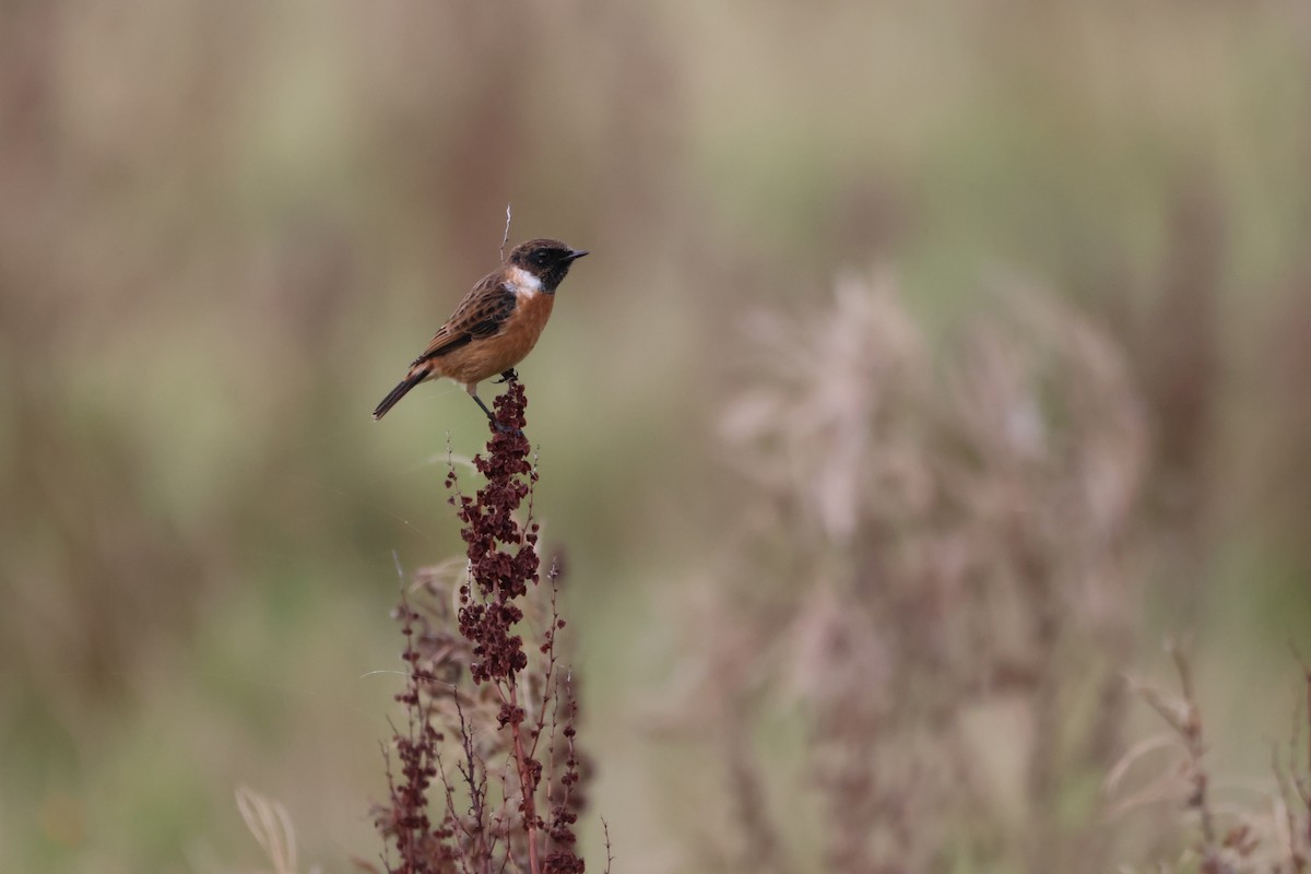 European Stonechat - ML610892661