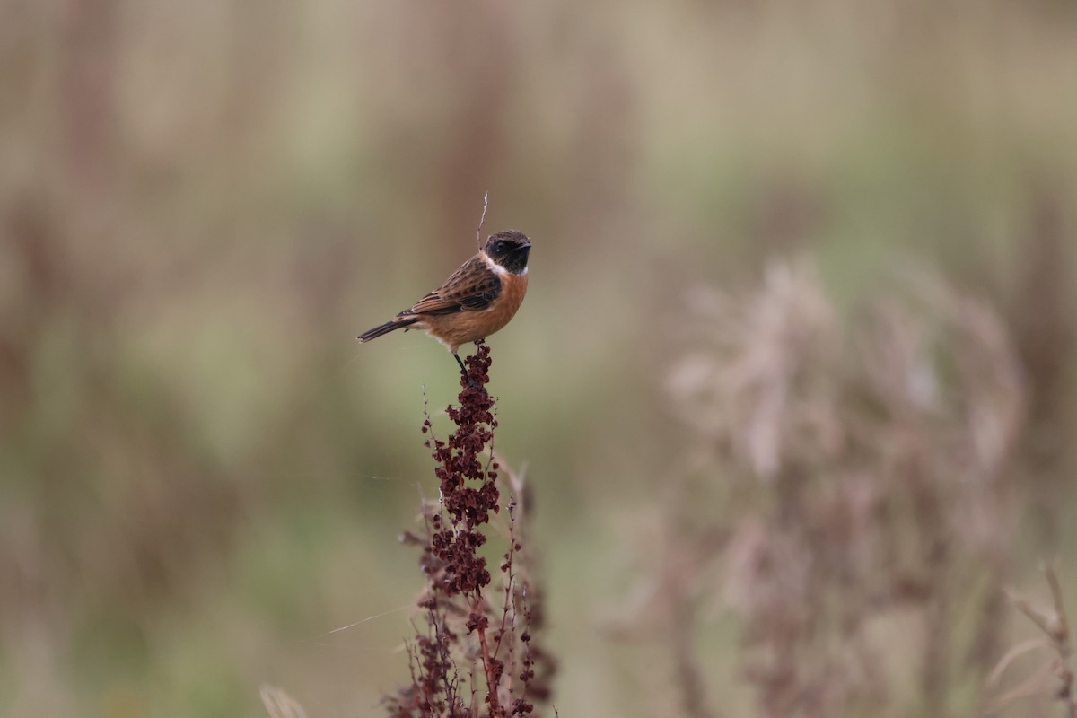 European Stonechat - Gareth Bowes