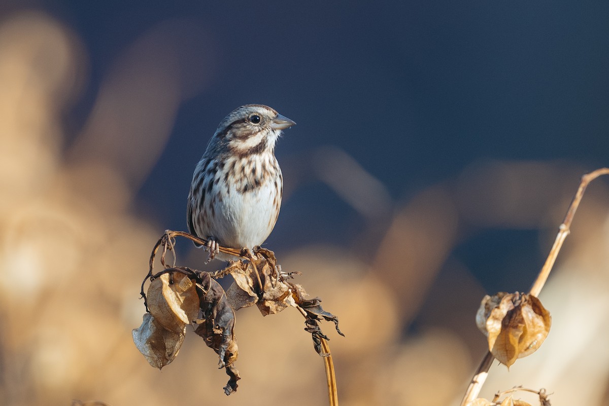 Song Sparrow - ML610892668