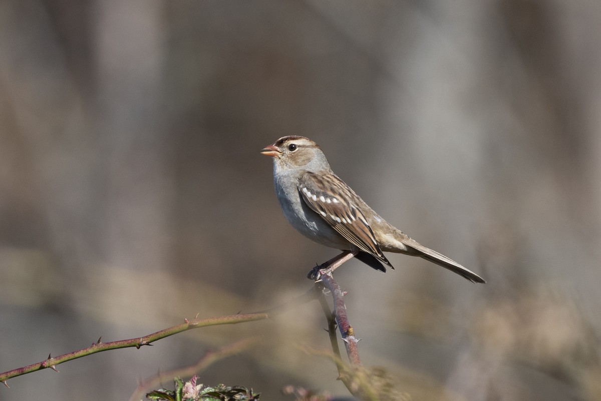 White-crowned Sparrow - ML610892681
