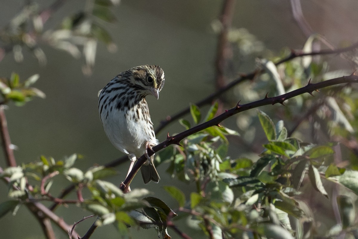 Savannah Sparrow - ML610892688