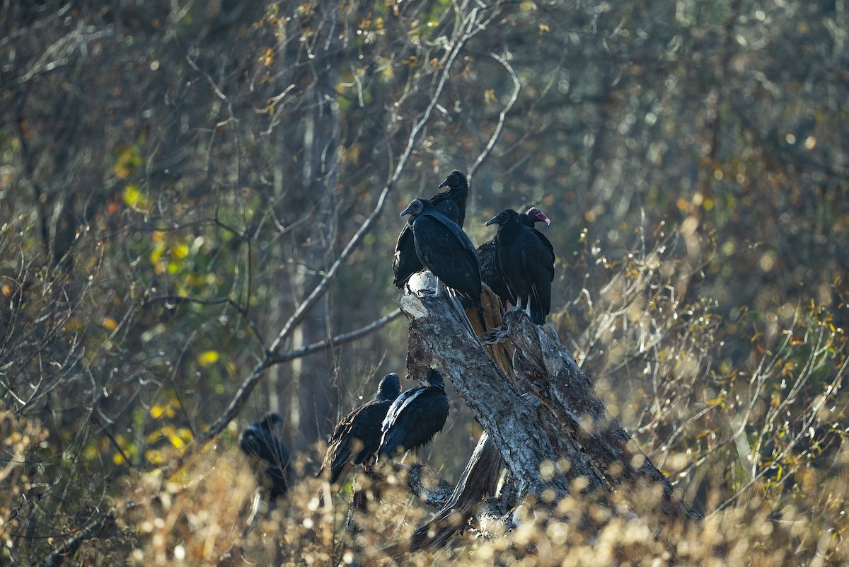 Turkey Vulture - ML610892692