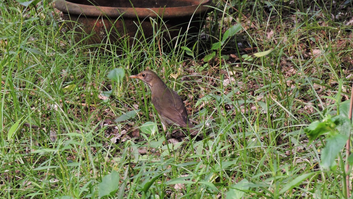 Tickell's Thrush - ML610892706