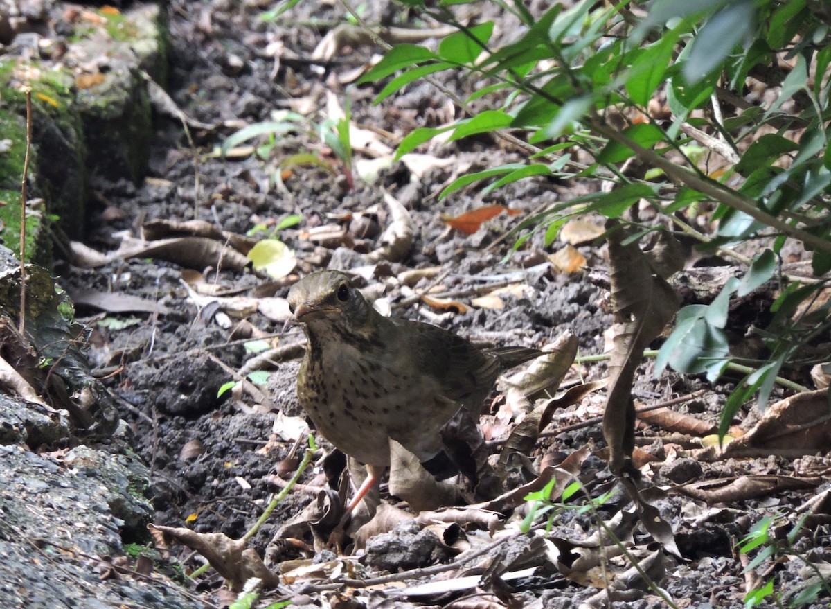 Tickell's Thrush - ML610892709