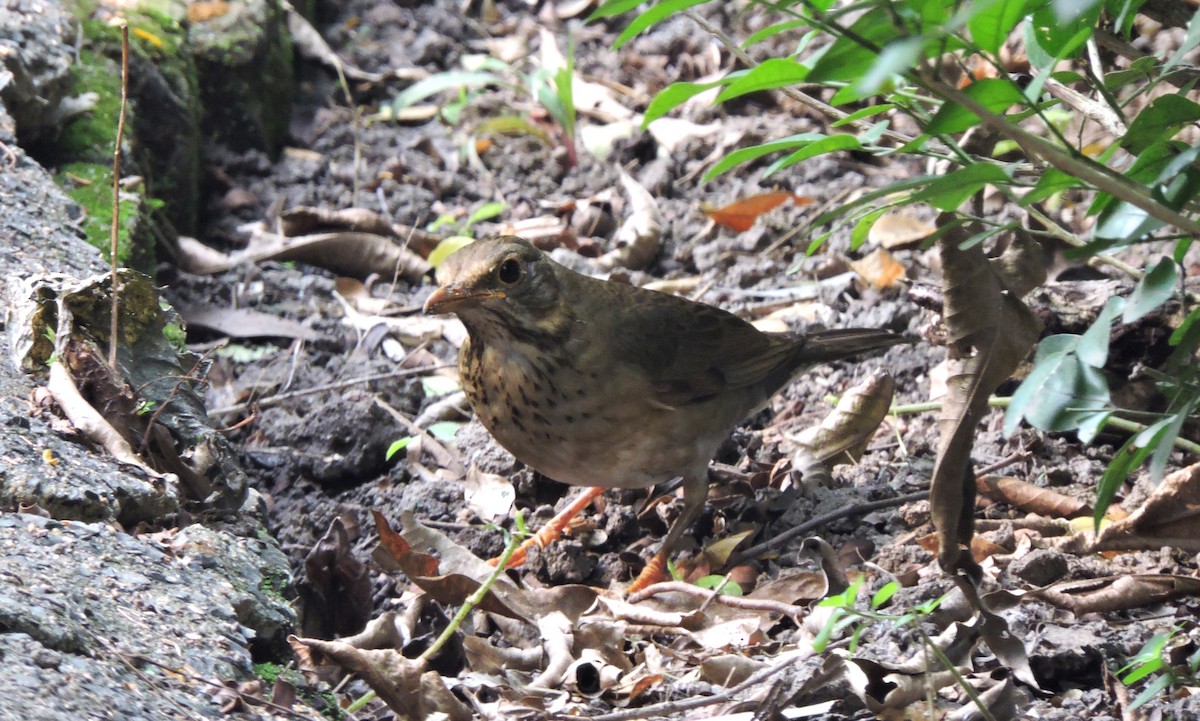 Tickell's Thrush - ML610892711