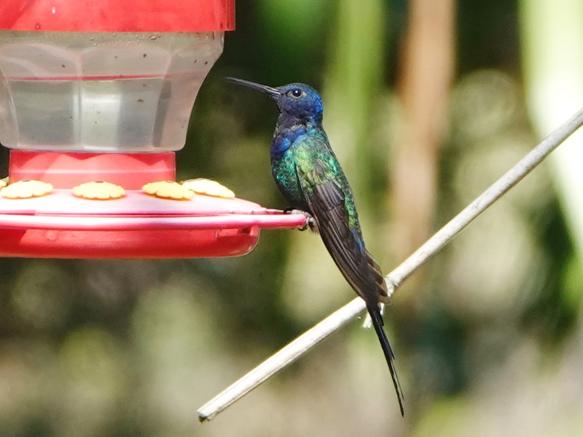 Swallow-tailed Hummingbird - Barry Reed