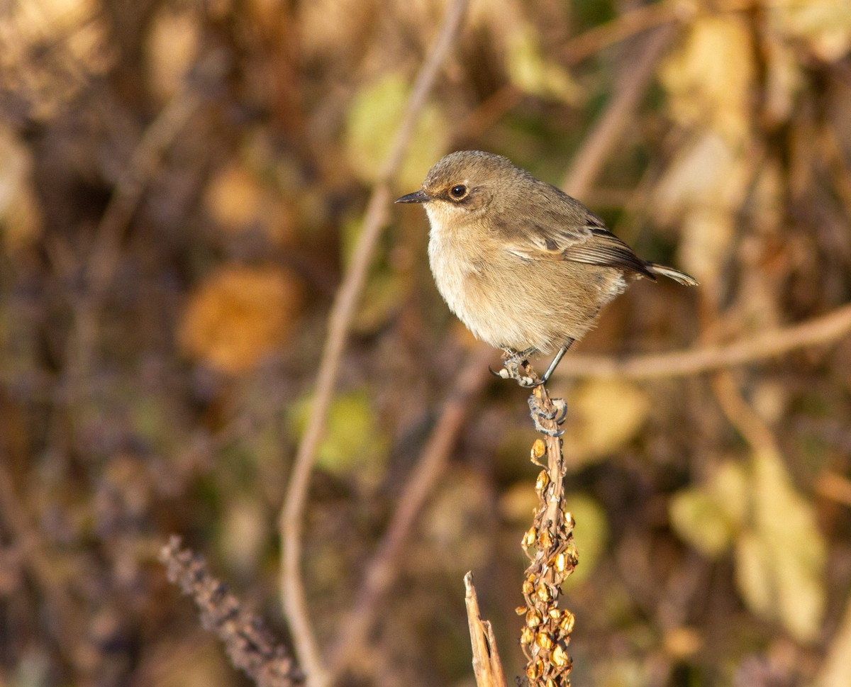 Moorland Chat (Abyssinian) - ML610892787