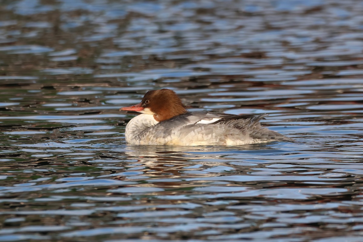 Common Merganser - ML610892830