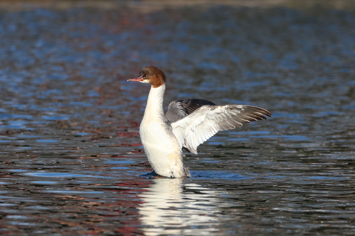 Common Merganser - ML610892831