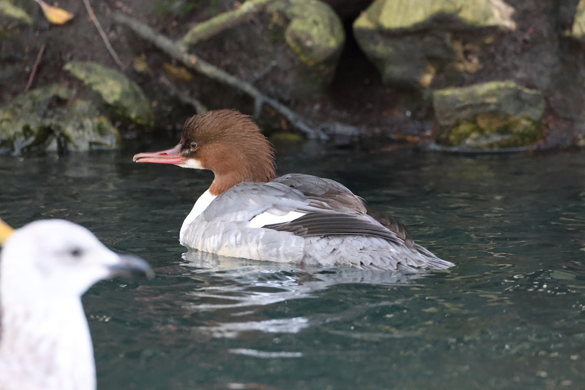 Common Merganser - ML610892832