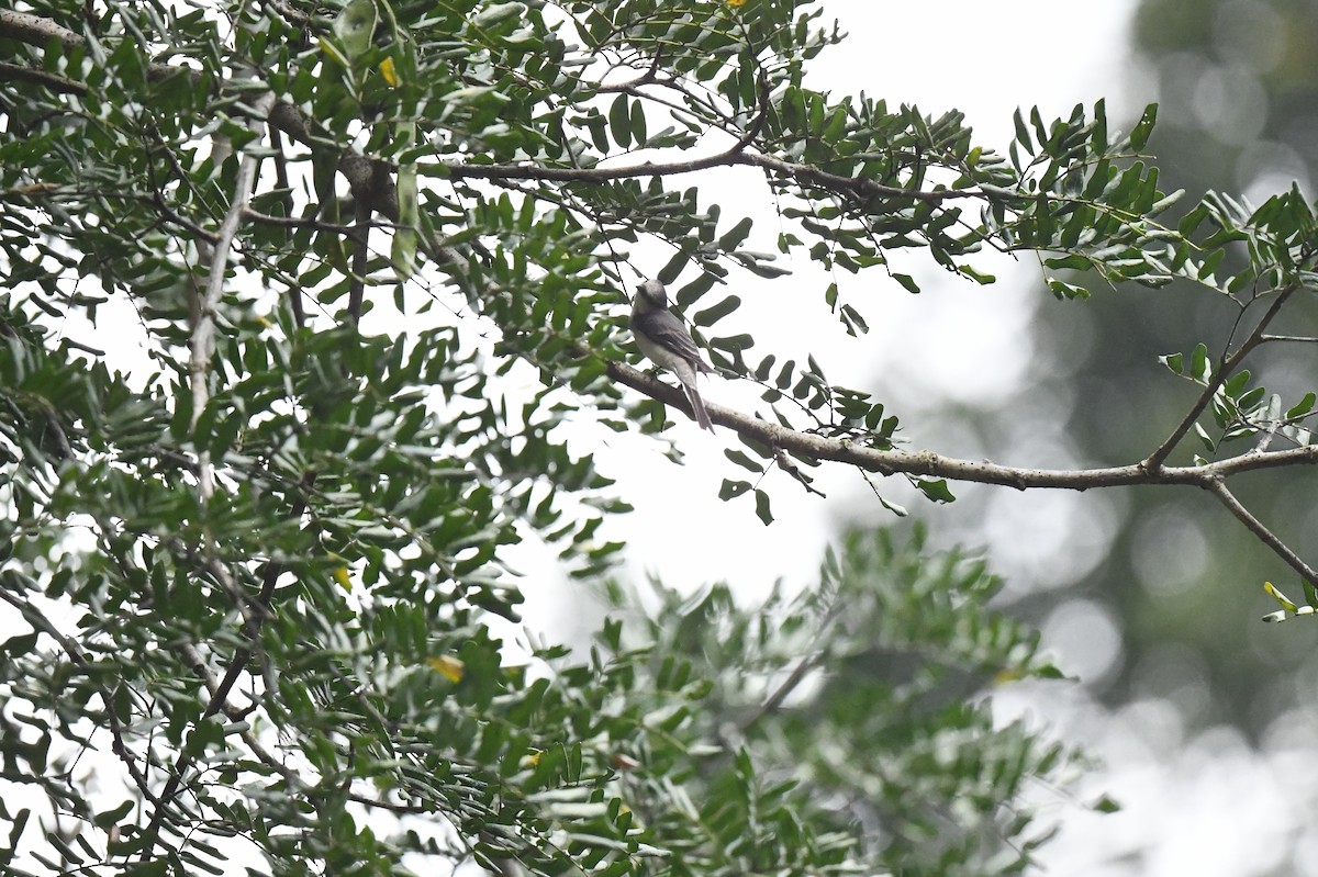 Ashy Minivet - Jhih-Wei (志偉) TSAI (蔡)