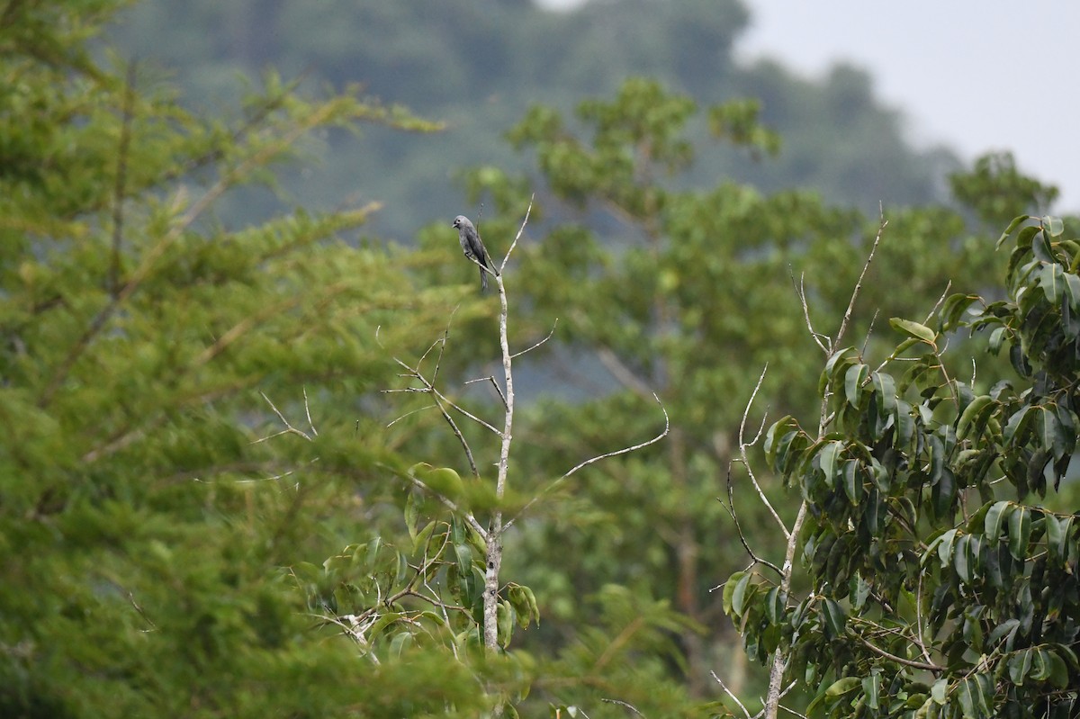 drongo kouřový ( innexus/leucogenis/salangensis) - ML610892890