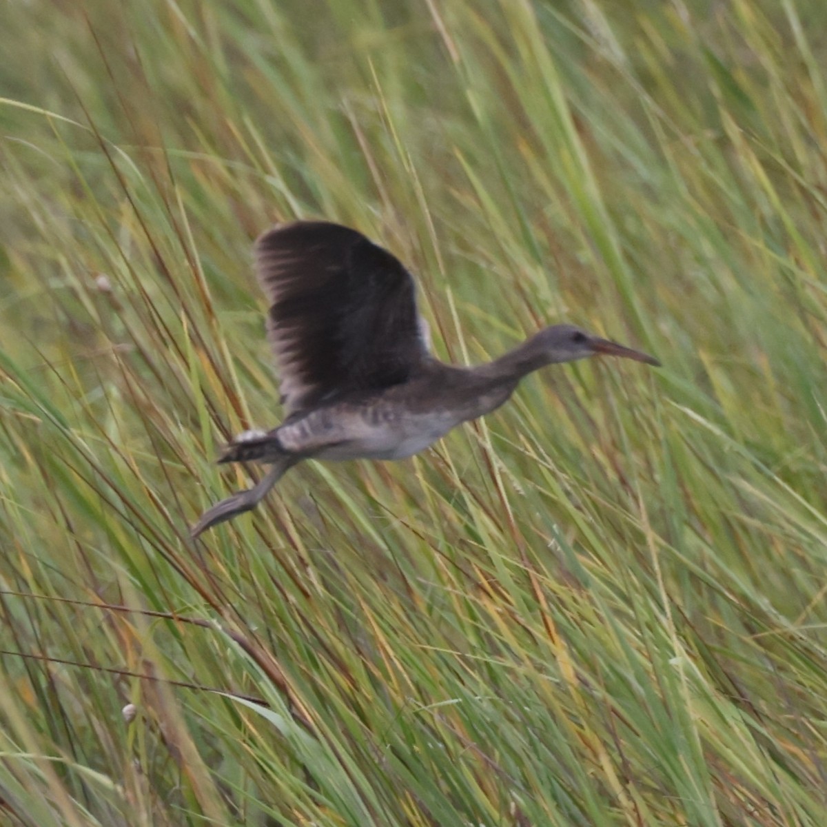 Clapper Rail - ML610892975