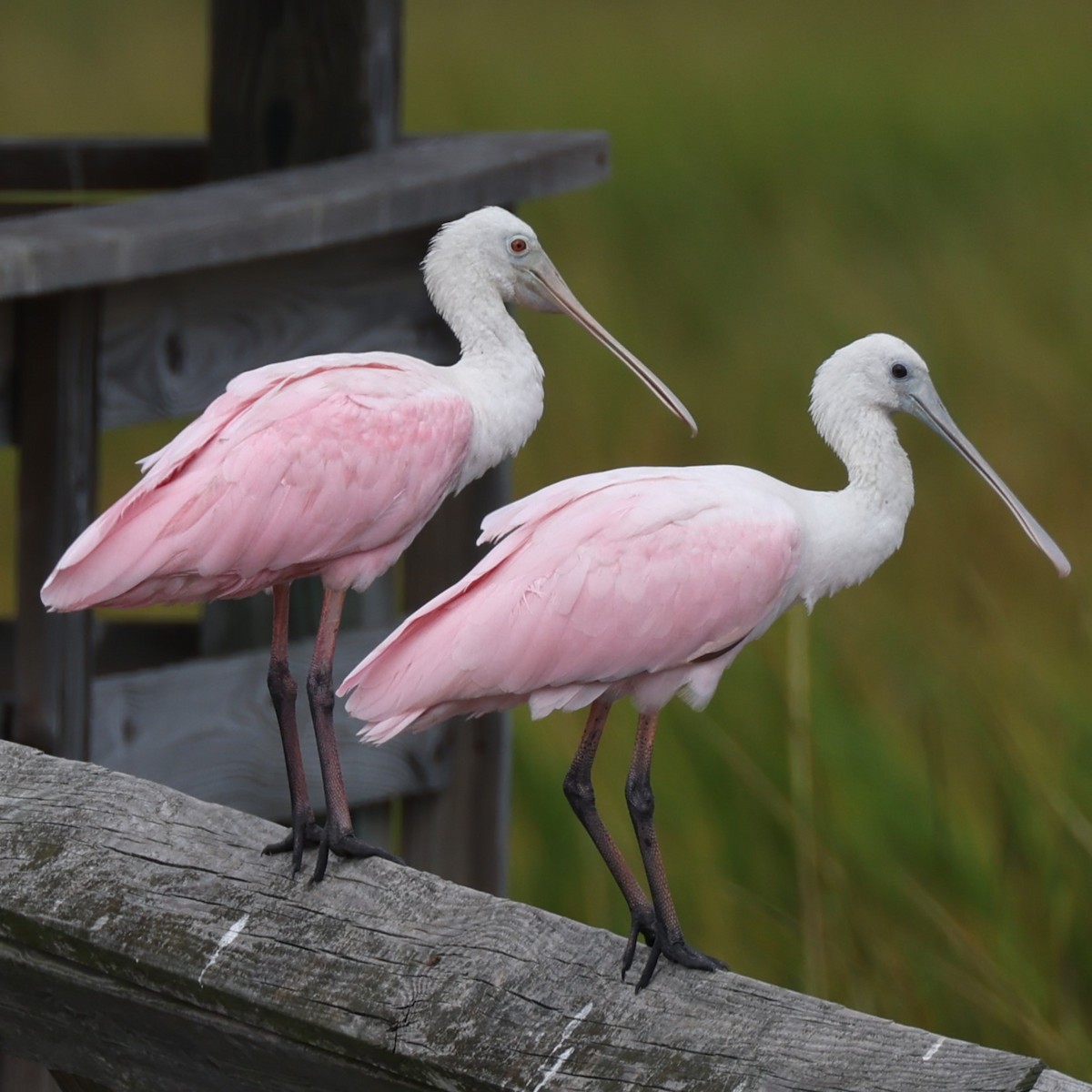 Roseate Spoonbill - ML610893027