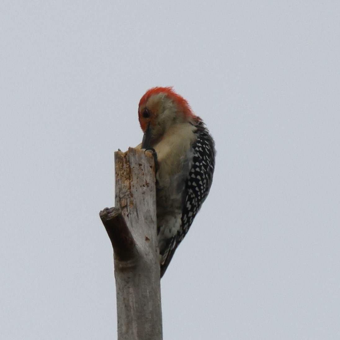 Red-bellied Woodpecker - Tim Homan