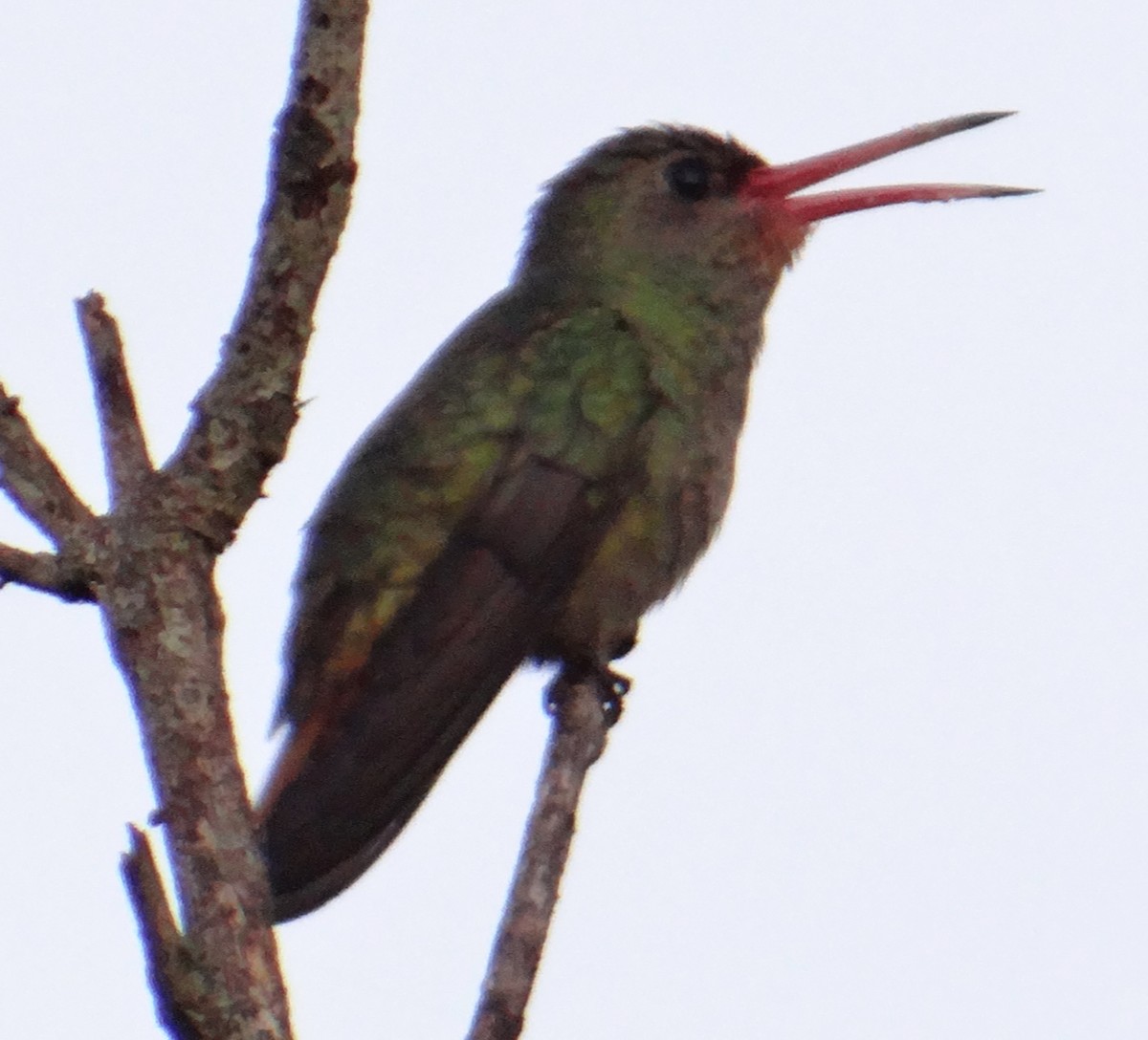 Gilded Hummingbird - Gabriel Moraes
