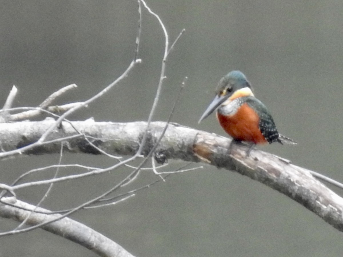 Green-and-rufous Kingfisher - ML610893304