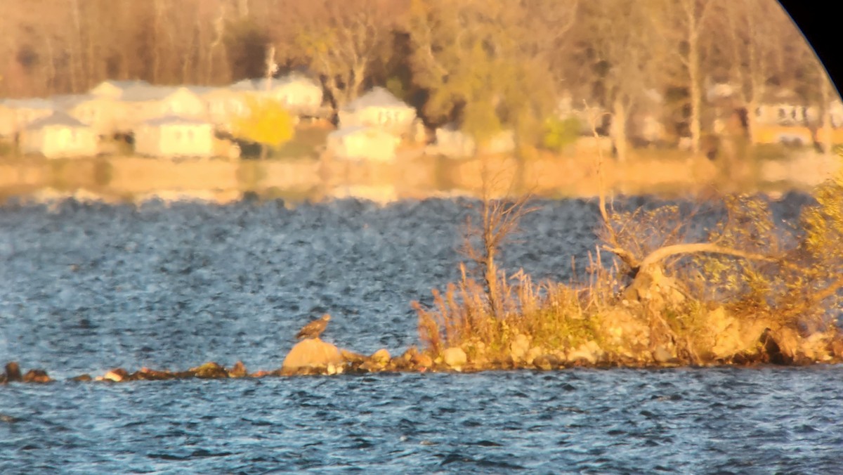 Bald Eagle - ML610893310