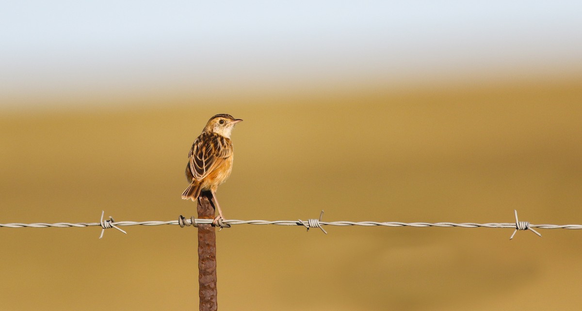 Wing-snapping Cisticola - ML610893373