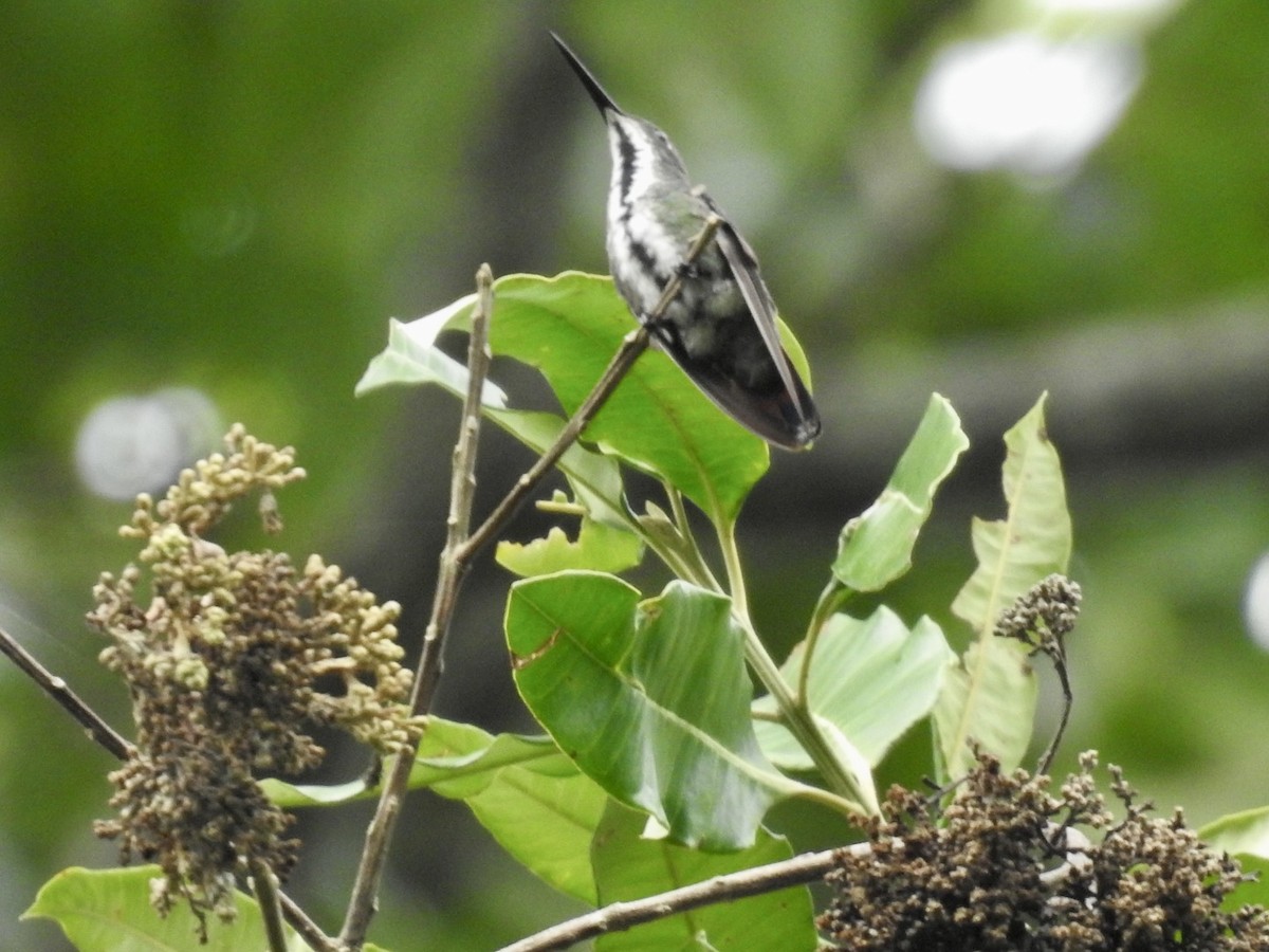 Black-throated Mango - ML610893376