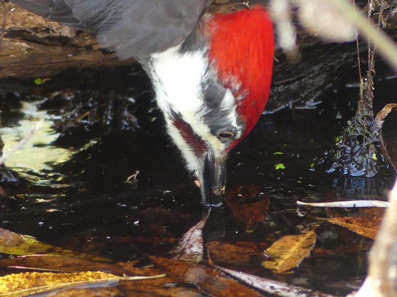 Pileated Woodpecker - Francine Claveau