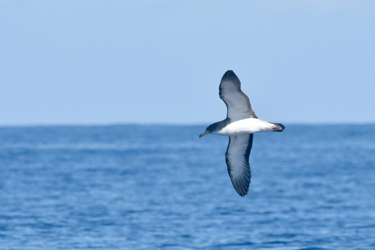 Cory's Shearwater - ML610894095