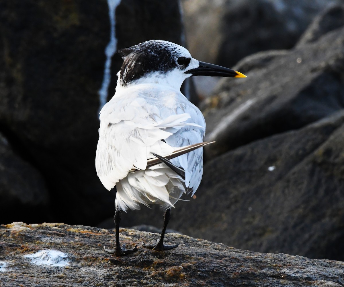 Sandwich Tern - mathew thekkethala