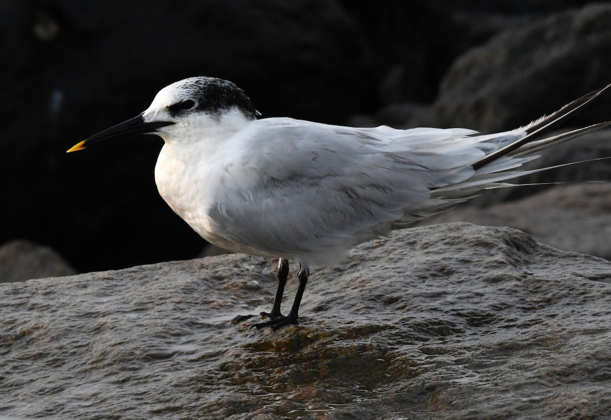 Sandwich Tern - ML610894121