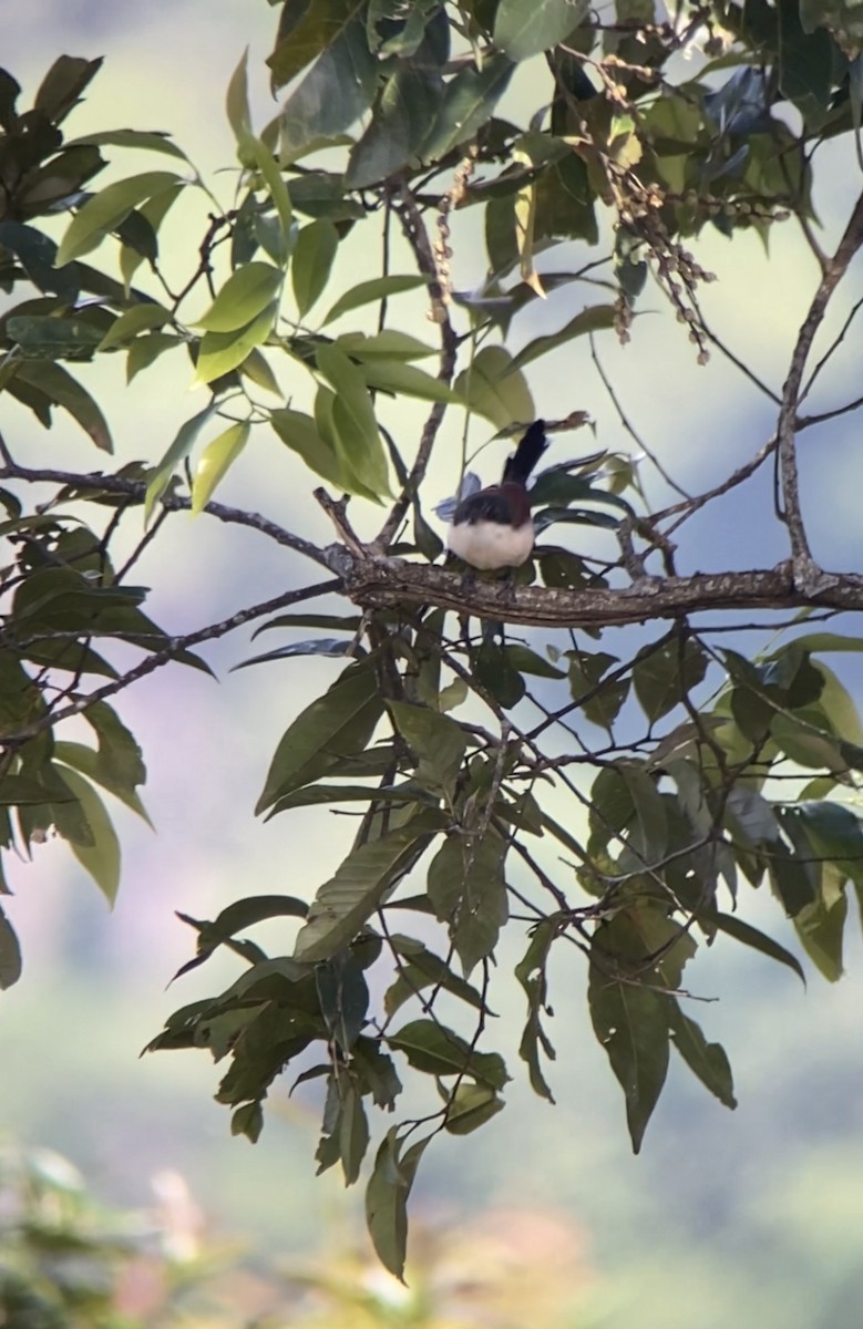 Burmese Shrike - ML610894335