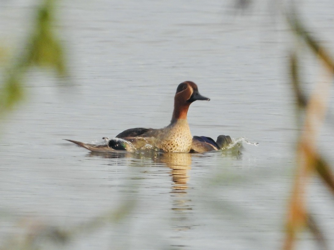 Green-winged Teal (Eurasian) - ML610894417