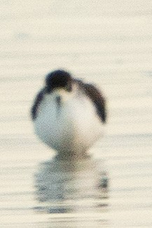 Black-necked Stilt - ML610894472