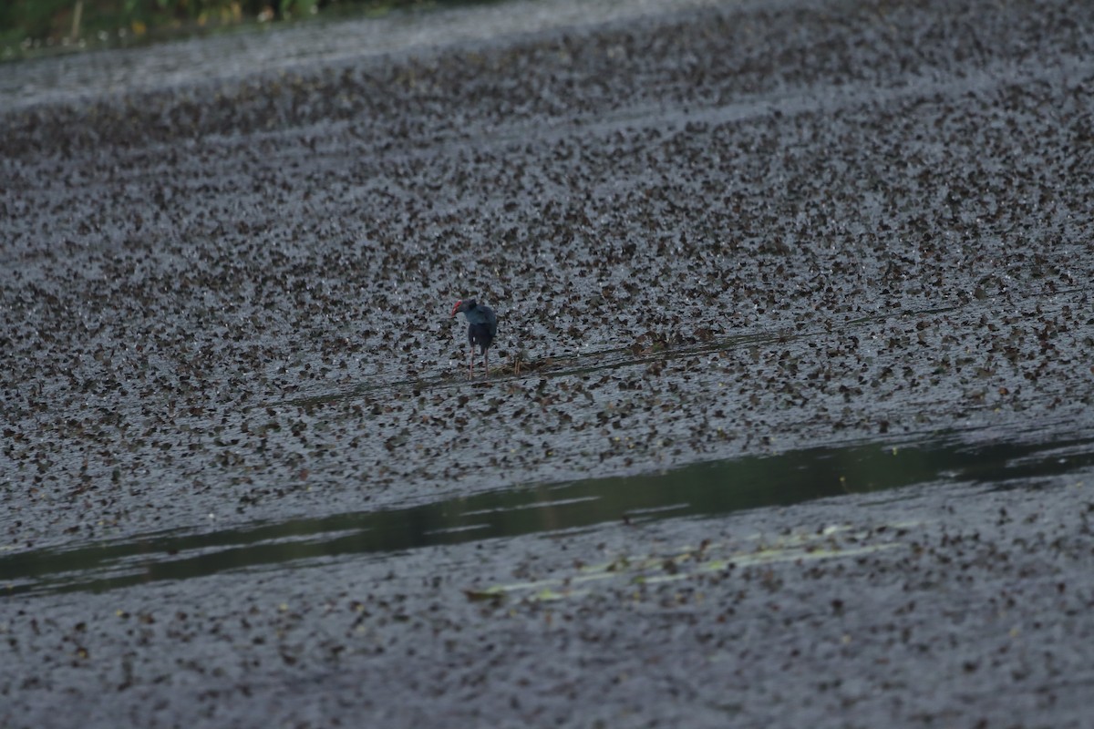Gallinule poule-d'eau - ML610894503