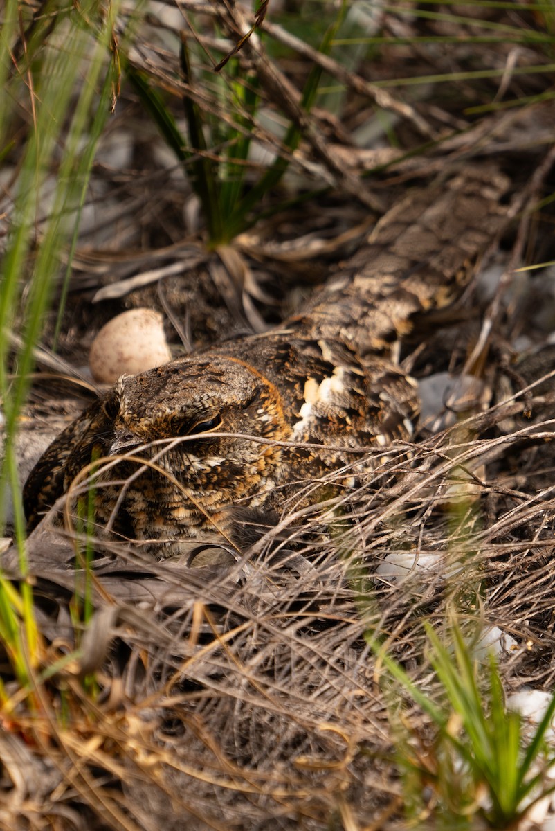 Scissor-tailed Nightjar - ML610894518